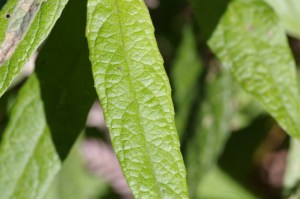 Olearia lirata - Snowy daisy-bush
