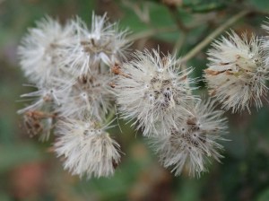 Olearia lirata - Snowy daisy-bush