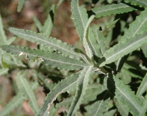 Olearia phlogopappa - Dusty daisy-bush