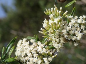 Ozothamnus ferrugineus - Tree Everlasting