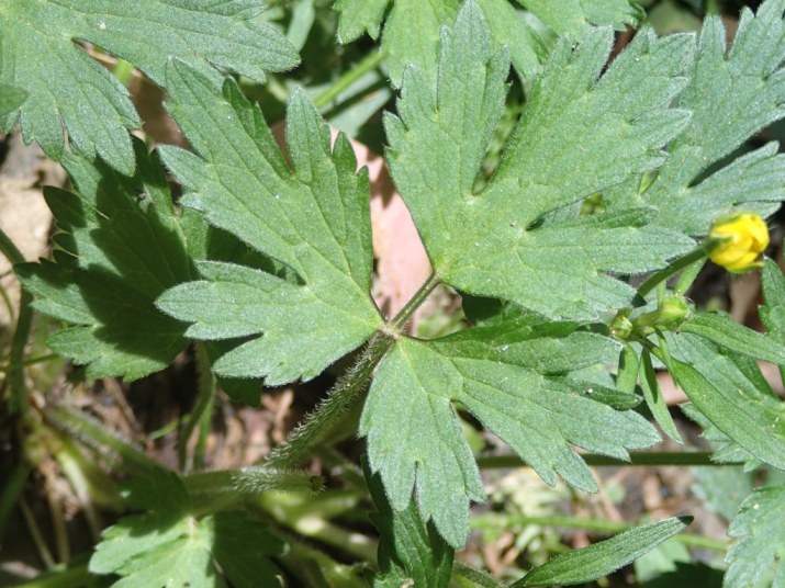 Ranunculus repens - Creeping Buttercup Ranunculus repens - Creeping Buttercup
