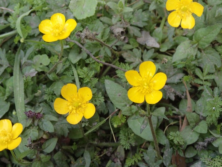 Ranunculus repens - Creeping Buttercup Ranunculus repens - Creeping Buttercup