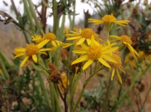 Senecio jacobaea - Ragwort