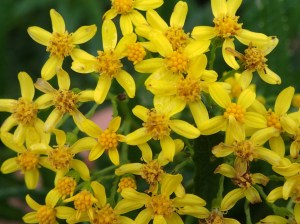 Senecio linearifolius - Fireweed Groundsel