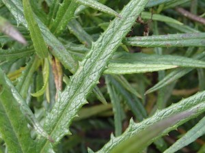 Senecio linearifolius - Fireweed Groundsel
