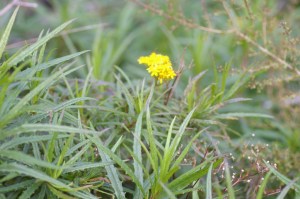 Senecio linearifolius - Fireweed Groundsel