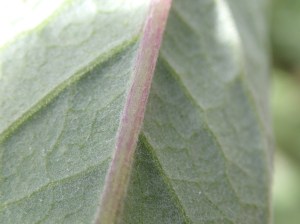 Senecio minimus - Shrubby Fireweed