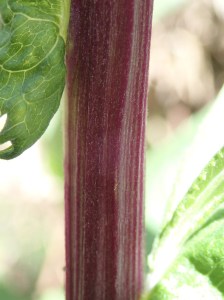 Senecio minimus - Shrubby Fireweed
