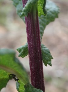 Senecio minimus - Shrubby Fireweed