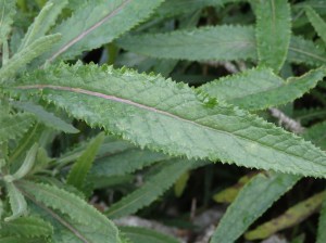 Senecio minimus - Shrubby Fireweed