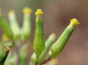 Senecio minimus - Shrubby Fireweed