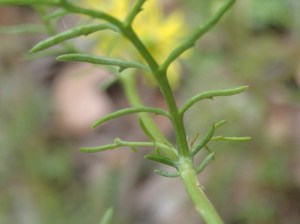 Senecio pinnatifolius - Variable Groundsel
