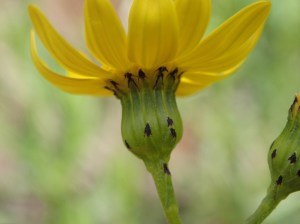 Senecio pinnatifolius - Variable Groundsel
