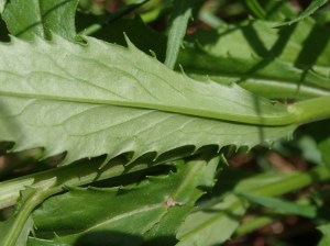 Senecio pinnatifolius - Variable Groundsel