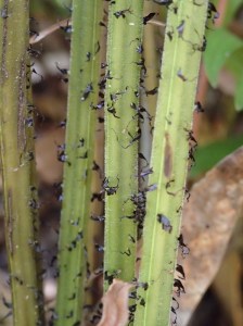 Blechnum cartilagineum - Gristle-fern