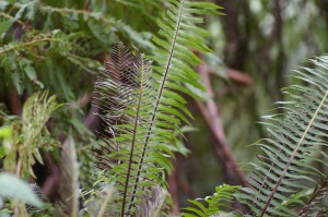 Blechnum nudum - Fishbone water-fern