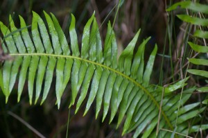 Blechnum nudum - Fishbone water-fern