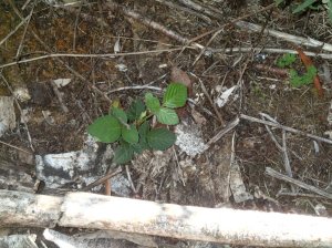 A few Blackberry seedlings also need to be dealt with before they spread.