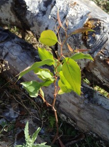 Planted Mountain Ash seedling