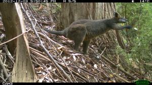 Grazing Swamp Wallaby