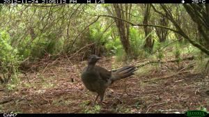 Superb Lyrebird