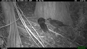 Pair of Superb Lyrebirds