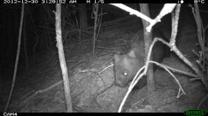 Common Wombat