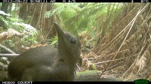 Lyrebird who got overly interested in one of our Remote Cameras