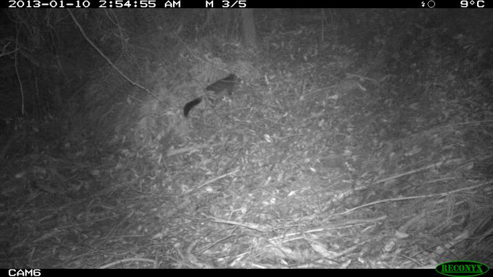 Brushtail Possum in Scrub