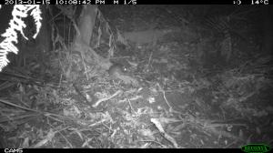 Antechinus