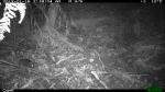Antechinus 2