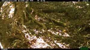 Bassian Thrush (Very Well Camouflaged)