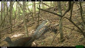Male Superb Lyrebird