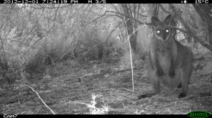 Swamp Wallaby