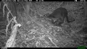 wallaby Joey in Pouch 2