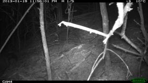Pair of Brushtail Possums