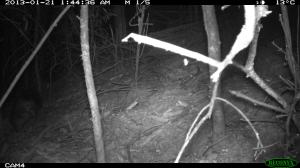 Mystery Animal in left of Screen