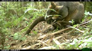 Swamp Wallaby - Grooming its tail.