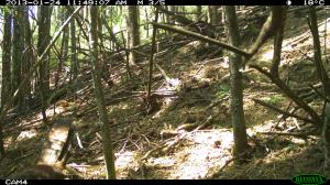 Pair of Superb Lyrebirds