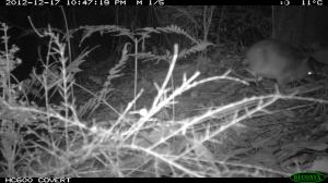 Long-nosed Bandicoot