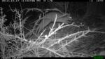 Leaping Long-nosed Bandicoot