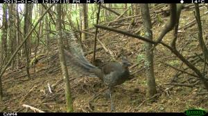 Superb Lyrebird