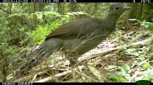 Superb Lyrebird