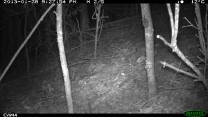 Antechinus on tree trunk