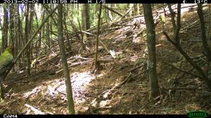 Young Crimson Rosella
