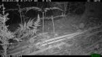 Antechinus on Tree Stump