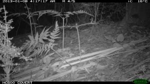 Antechinus on Tree Stump