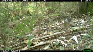 Grey Shrike-Thrush