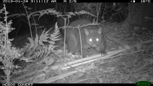 Brushtail