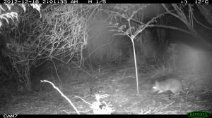 Long-nosed Bandicoot